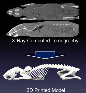 ratskeleton-1.jpg