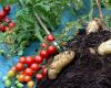 TomTato - инновационный гибрид помидора и картофеля TomTato - инновационный гибрид помидора и картофеля