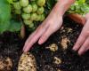 TomTato - инновационный гибрид помидора и картофеля TomTato - инновационный гибрид помидора и картофеля
