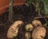 TomTato - инновационный гибрид помидора и картофеля TomTato - инновационный гибрид помидора и картофеля