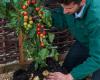 TomTato - инновационный гибрид помидора и картофеля TomTato - инновационный гибрид помидора и картофеля