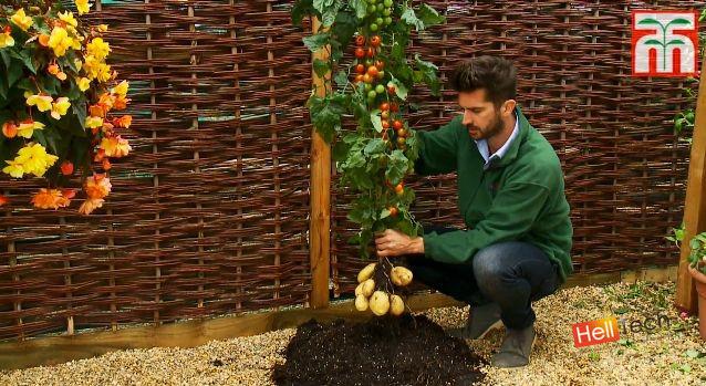 TomTato - инновационный гибрид помидора и картофеля TomTato - инновационный гибрид помидора и картофеля