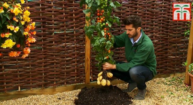 TomTato - инновационный гибрид помидора и картофеля TomTato - инновационный гибрид помидора и картофеля